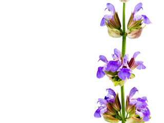 Blooming Flowers Before a Blank White Background