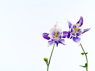 Fototapeta na wymiar Blooming Columbine Flowers Before a Blank White Background