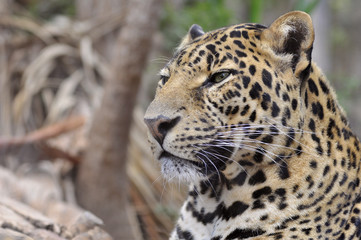 Fototapeta na wymiar Portrait de profil d'une panthère -Panthera pardus-