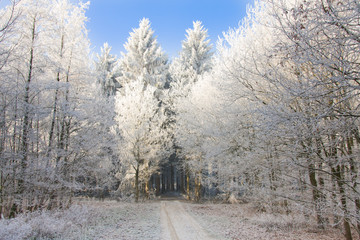 Trail through a snowy forest with sunlight shining at the trees