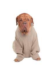 Dog with sweater