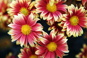 chrysanthemum flowers