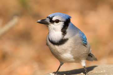 Blue Jay