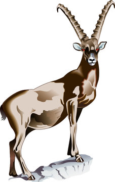 stambecco