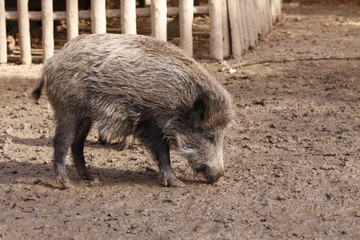 Wildschwein in Nahaufnahme