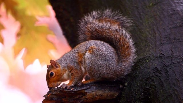 Squirrel in Autumn