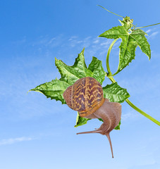 Burgundy snail on leaf