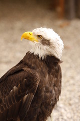 Weißkopf Seeadler in Nahaufnahme