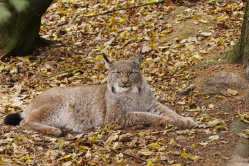 Luchs in Nahaufnahme