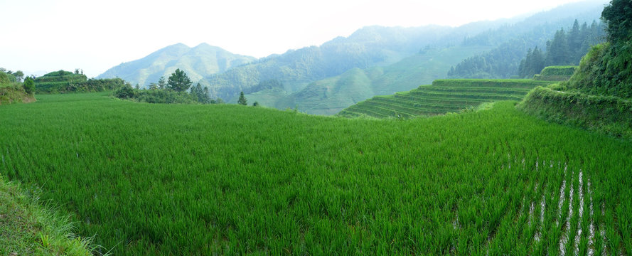 Paysage de rizi&egrave;res