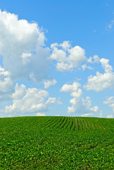 Bean Field and Sky