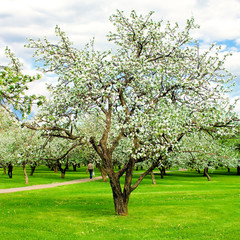 Fototapeta na wymiar sunny apple forest in springtime, beautiful blooming woodland