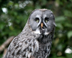 Portrait of a lap owl