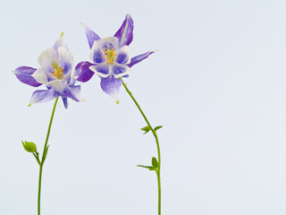 Blooming Columbine Flowers Before a Blank White Background