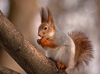 Naklejka na ściany i meble Eurasian red squirrel eating on the tree