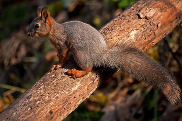 X-crossing of squirrel with a tree