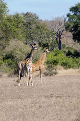 two young giraffes in Kruger national park