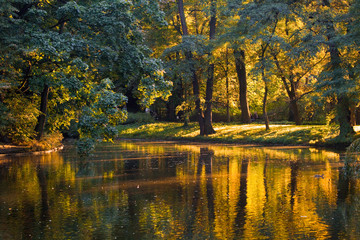 Golden reflections in the water of a pond on a calm day
