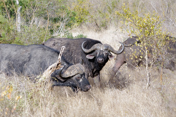 Obraz premium African buffalo (Syncerus caffer) in Kruger Park