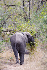 Obraz premium Elephant in Kruger national park (Loxodonta africana)