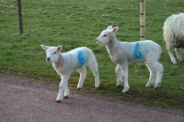 Lambs crossing the road