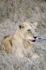 Lying female lion in kruger park (Panthera leo)