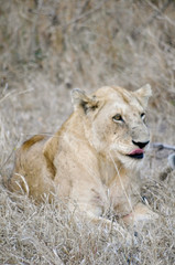 Lying female lion in kruger park (Panthera leo)
