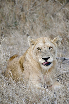 Lying female lion in kruger park (Panthera leo)
