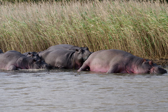 Hippos (Hippopotamus) relaxing in the sun