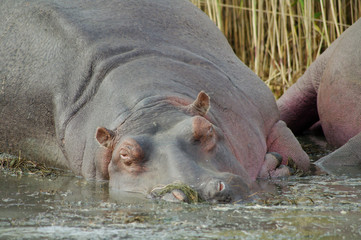 Hippos (Hippopotamus) relaxing in the sun