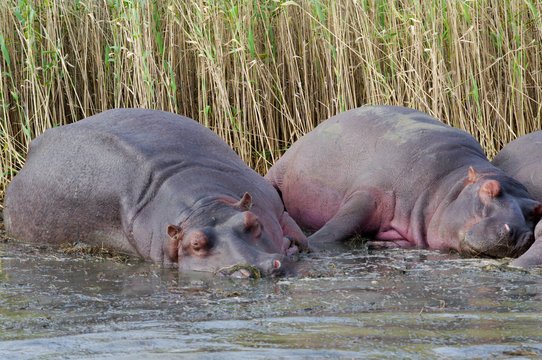 Hippos (Hippopotamus) relaxing in the sun
