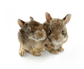 Two baby bunny rabbits