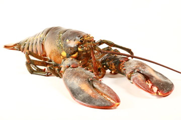 le homard, les grosses pinces