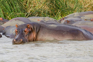 Hippo close up (Hippopotamus) relaxing in the sun