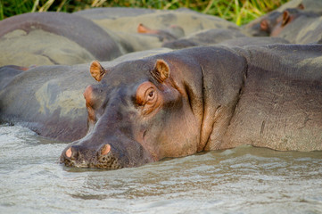 Naklejka premium Hippo close up (Hippopotamus) relaxing in the sun