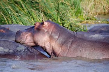 Hippo close up (Hippopotamus) relaxing in the sun