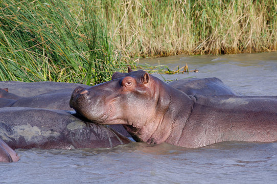 Hippo close up (Hippopotamus) relaxing in the sun