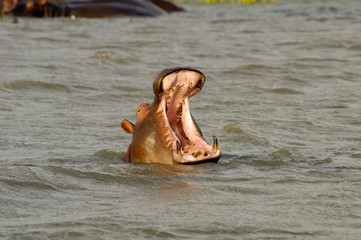 Hippo close up (Hippopotamus) open its mouth