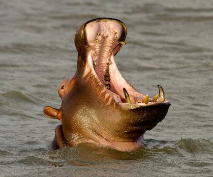 Hippo close up (Hippopotamus) open its mouth