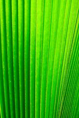 Palm tree leaf