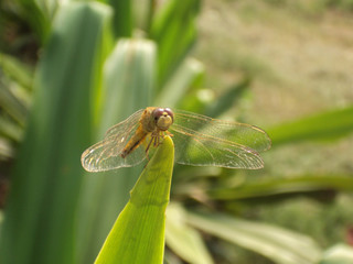 Dragonfly