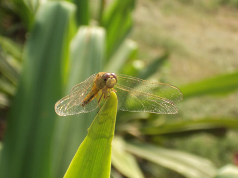 Anisozygoptera Bilder – Durchsuchen 29 Archivfotos, Vektorgrafiken und ...