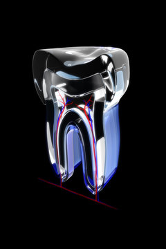 Zahn-Wurzel Querschnitt (translucient)