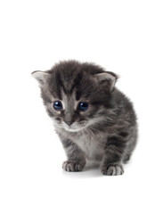 dark kitten isolated