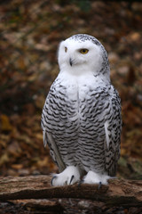 Schneeeule auf Ast