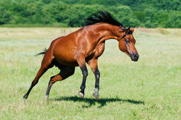 bay arabian horse runs gallop