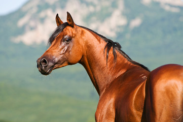 bay arabian horse - 27787858