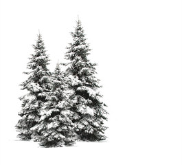 Pine trees isolated on white