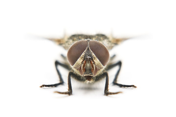 fly
