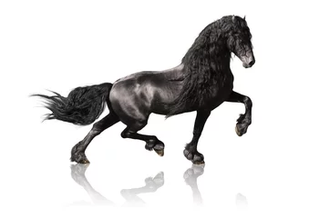 Plexiglas keuken achterwand Paardrijden black friesian horse isoalated on white